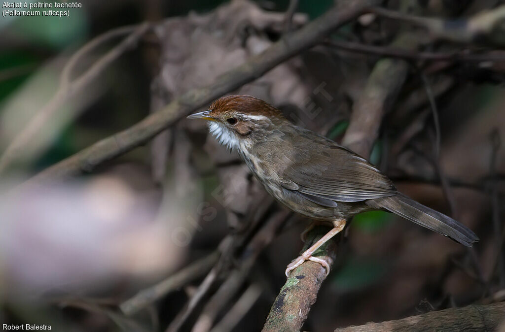 Puff-throated Babbler