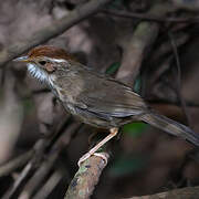 Puff-throated Babbler