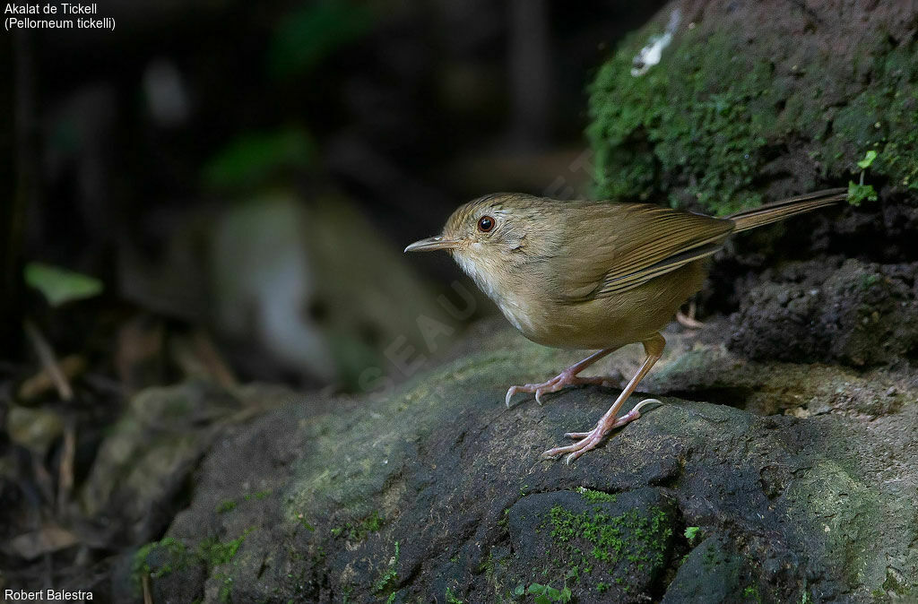 Buff-breasted Babbler