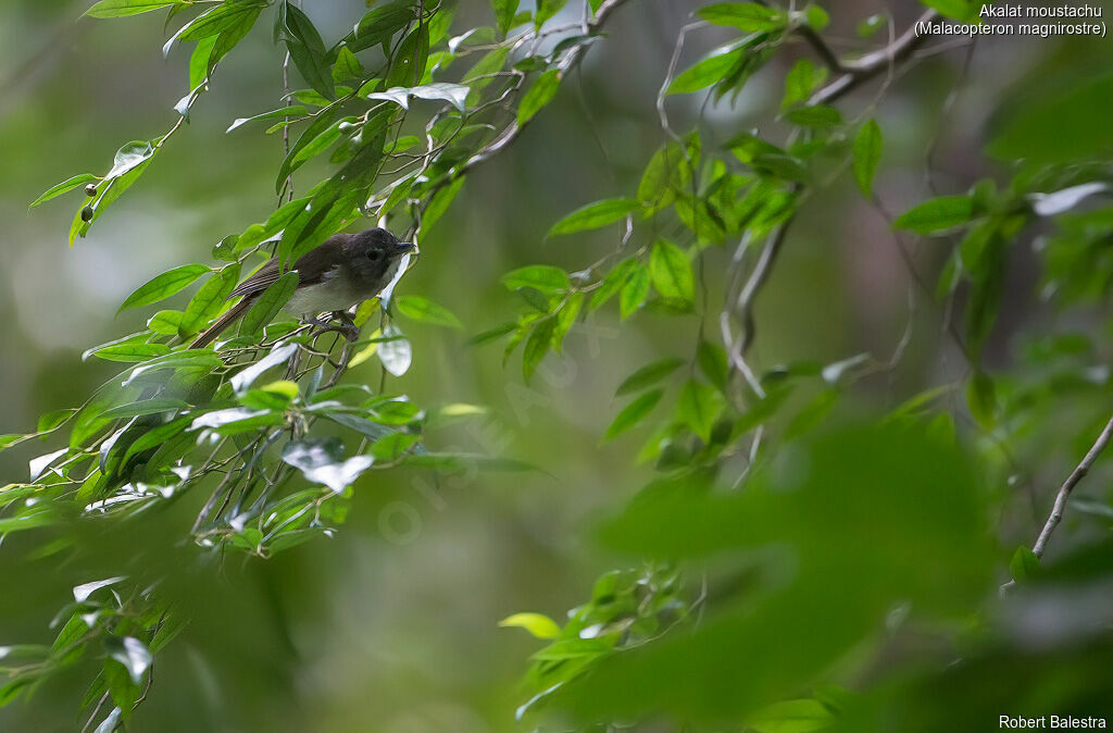 Moustached Babbler