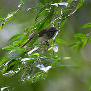 Moustached Babbler