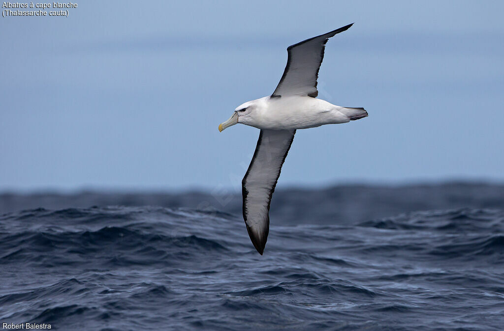 Albatros à cape blanche