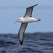 Shy Albatross