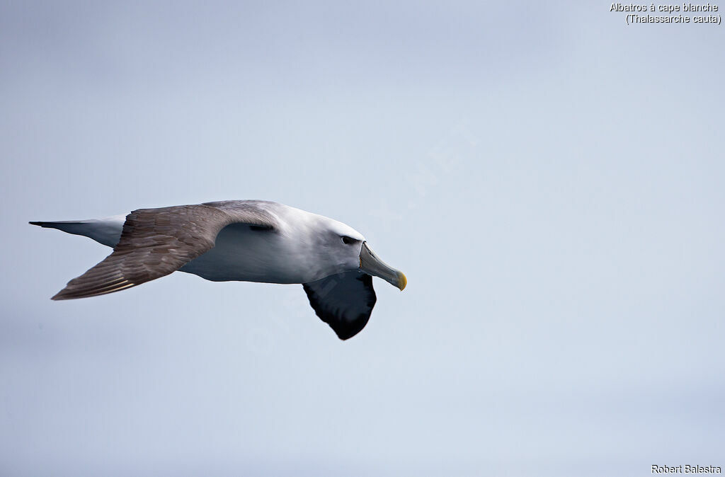 Shy Albatross