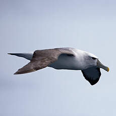 Albatros à cape blanche