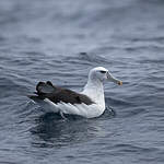Albatros à cape blanche