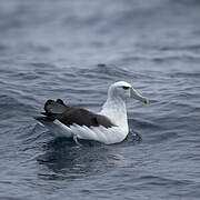 Shy Albatross