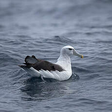 Albatros à cape blanche