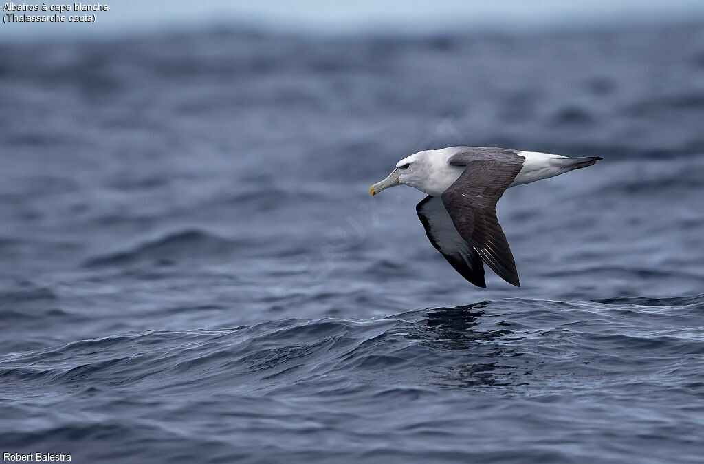 Albatros à cape blanche