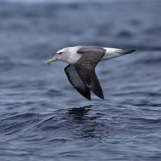 Albatros à cape blanche