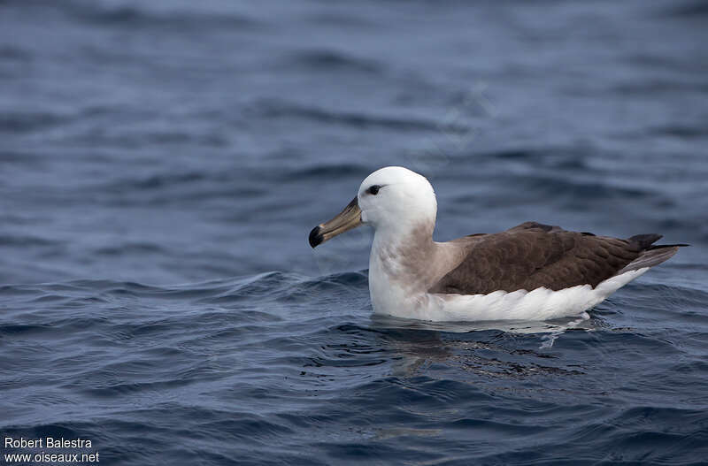 Albatros à cape blanche1ère année, identification