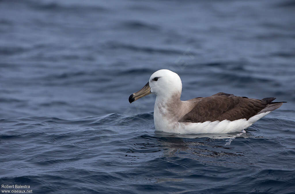 Albatros à cape blanche1ère année, identification