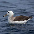 Albatros à cape blanche