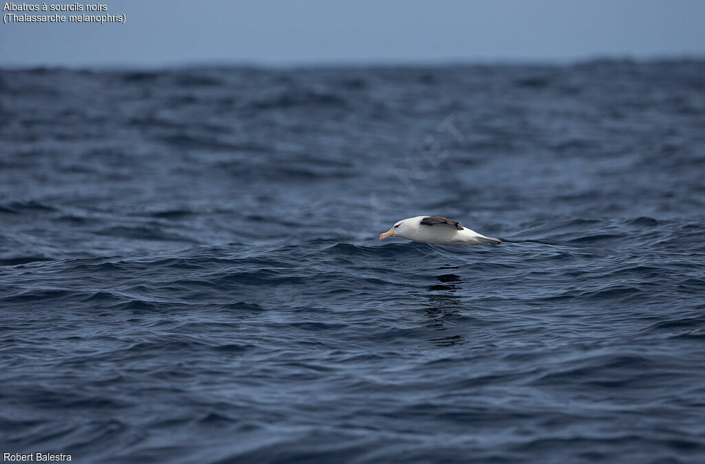 Black-browed Albatross