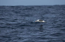 Black-browed Albatross