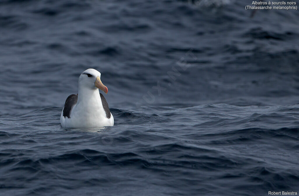 Albatros à sourcils noirs