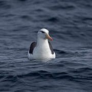 Albatros à sourcils noirs