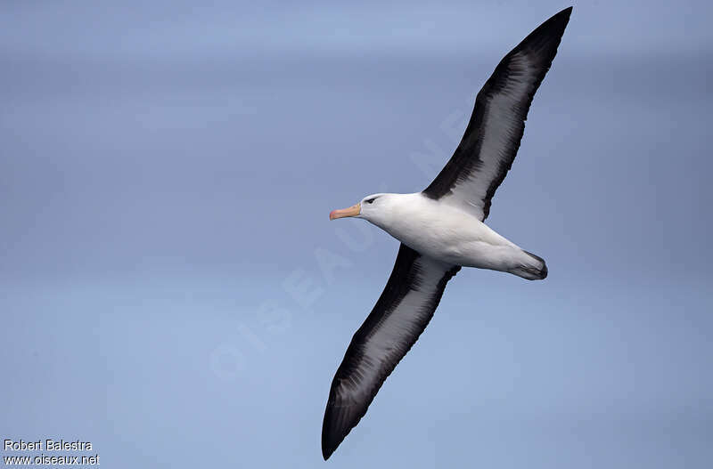 Black-browed Albatrossadult, pigmentation, Flight, Behaviour