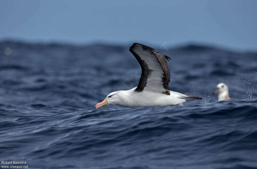 Black-browed Albatrossadult, Flight