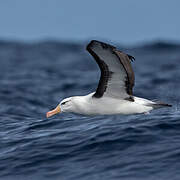 Black-browed Albatross