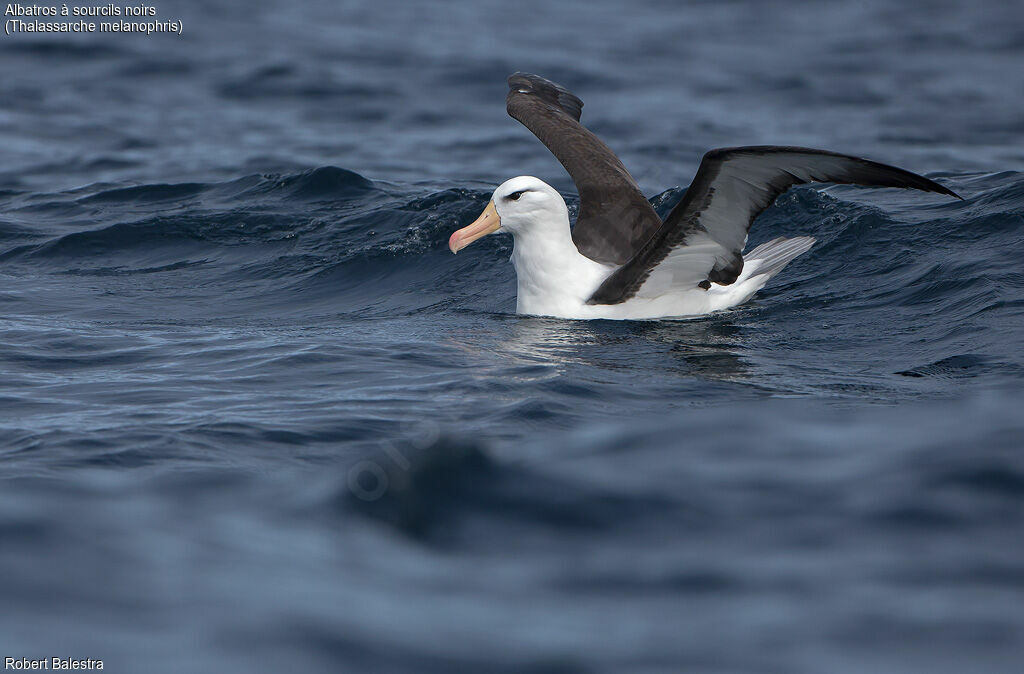 Albatros à sourcils noirs