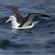 Albatros à sourcils noirs