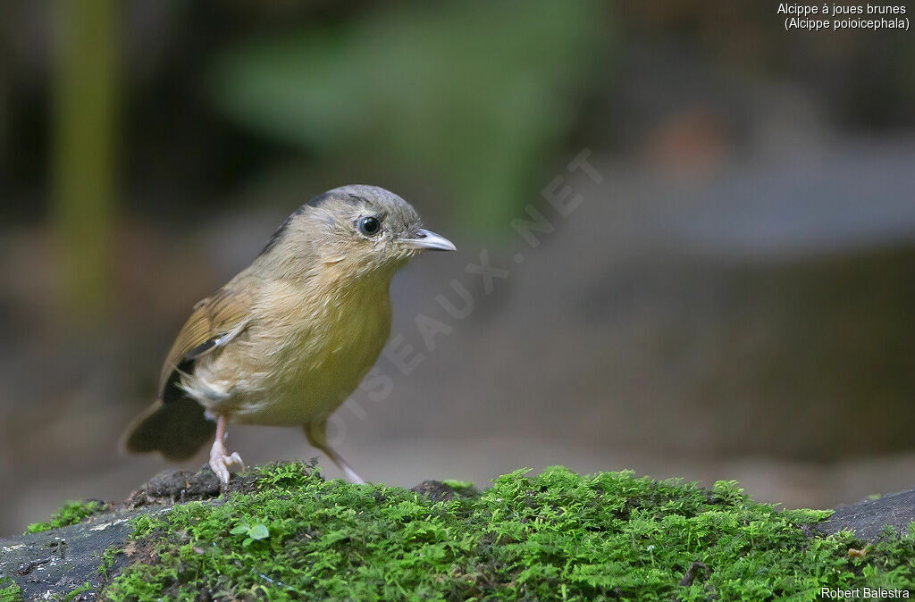 Brown-cheeked Fulvetta