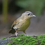 Alcippe à joues brunes
