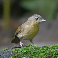 Alcippe à joues brunes