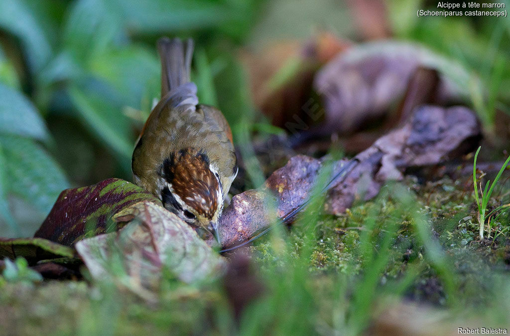 Alcippe à tête marron