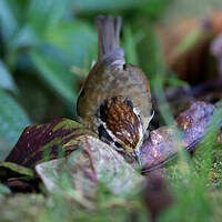 Alcippe à tête marron