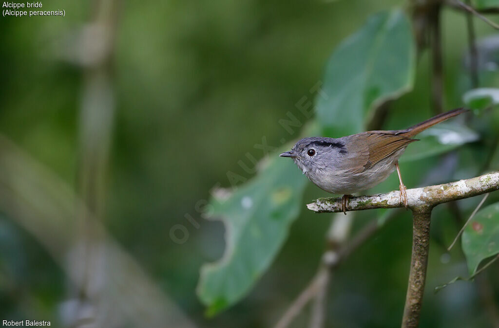 Mountain Fulvetta