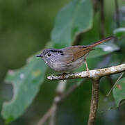 Mountain Fulvetta