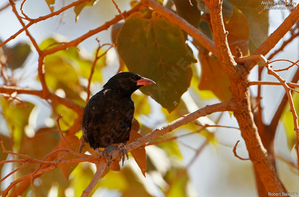 Red-billed Buffalo Weaver