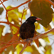 Red-billed Buffalo Weaver