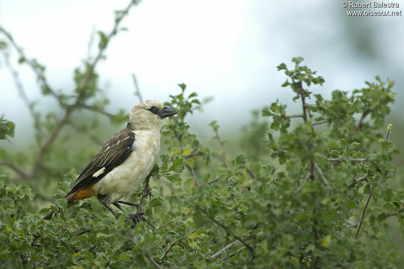 White-headed Buffalo Weaver