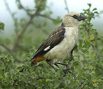 White-headed Buffalo Weaver