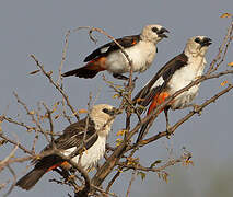 White-headed Buffalo Weaver