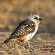 White-headed Buffalo Weaver