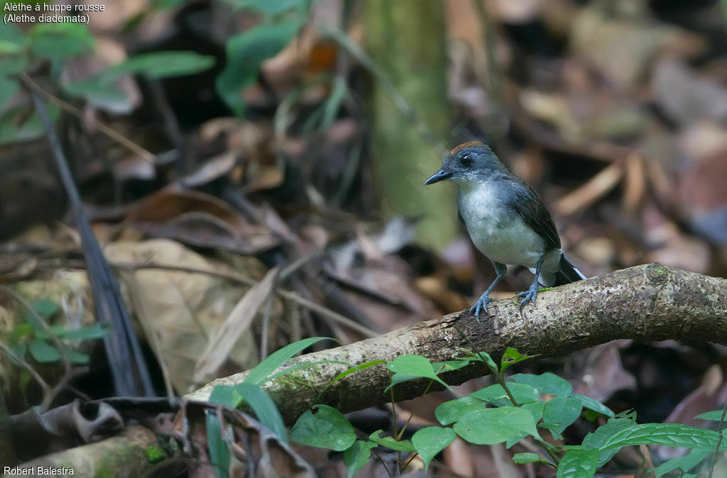 White-tailed Alethe