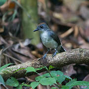 White-tailed Alethe