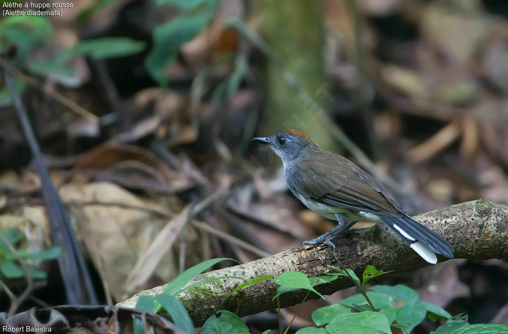 White-tailed Alethe