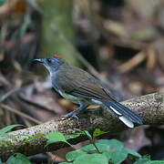 White-tailed Alethe