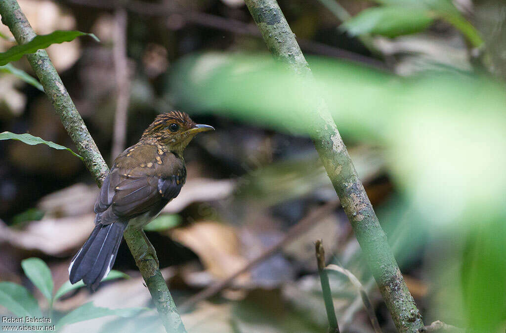 White-tailed Alethejuvenile, identification