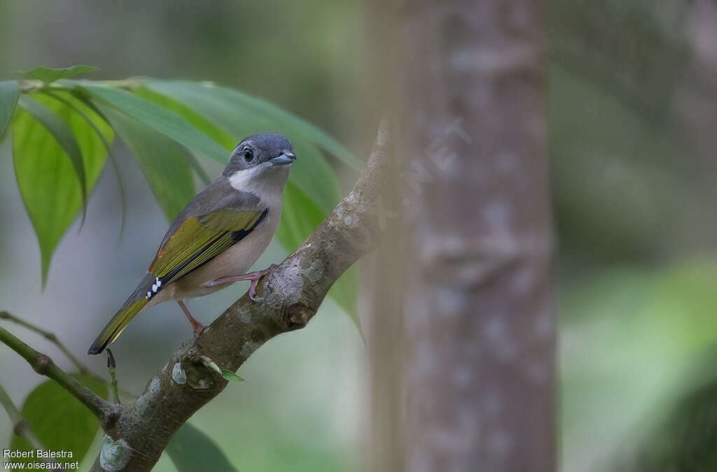 Blyth's Shrike-babbler female adult, identification