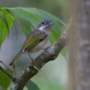 Blyth's Shrike-babbler