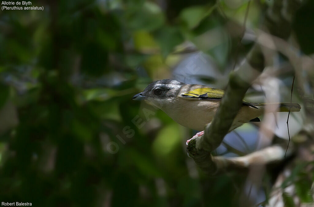 Blyth's Shrike-babbler