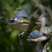 White-browed Shrike-babbler