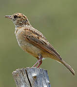 Rufous-naped Lark