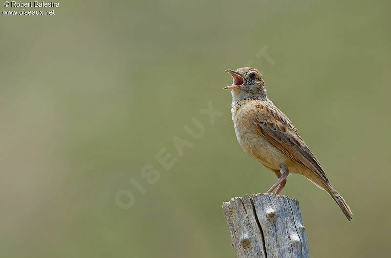 Rufous-naped Lark